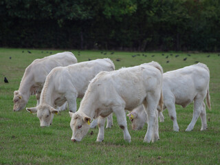 Obraz premium Weisse Kühe im Münsterland