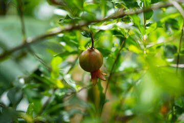POMEGRANATE 