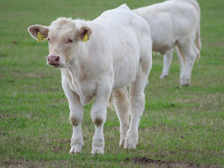 Weisse K&uuml;he im M&uuml;nsterland