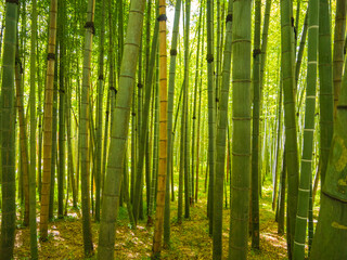 bamboo forest near black sea coast
