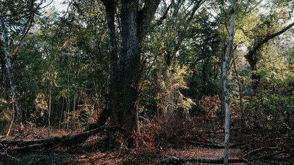 tropical forest in Yucatan, at dawn