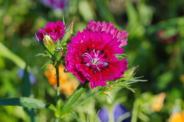 Fototapete bei efototapeten.de bestellen   