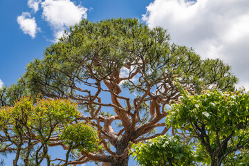 青空のもとの松