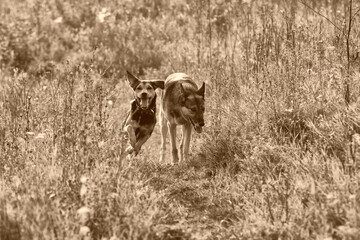 A puppy of a Lithuanian hound dog runs quickly through the field and grass in summer with a German shepherd