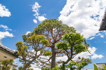 青空のもとの松