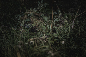 VDV special forces soldiers with rifles in woodland
