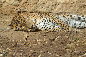 Le léopard endormi