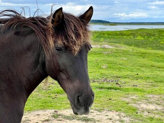 portrait of a horse