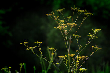 Green grasses grow on a field in Siberia on a hot sunny summer day