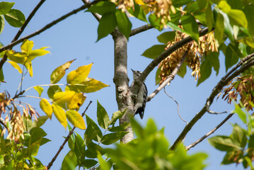 Downy Woodpecker Climbing a Tree