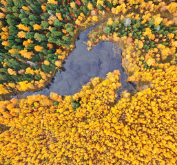 Aerial photography of landscape in Western Siberia. Bird's eye view. Autumn colorful landscape. Autumn time