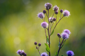 Green grasses grow on a field in Siberia on a hot sunny summer day