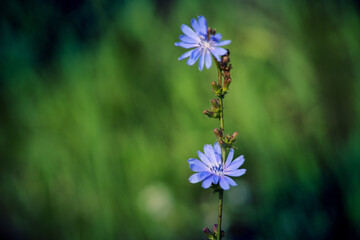 Green grasses grow on a field in Siberia on a hot sunny summer day