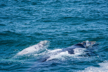 Southern right whale (Eubalaena australis) adult and white (brindle) calf. Hermanus, Whale Coast, Overberg, Western Cape, South Africa.