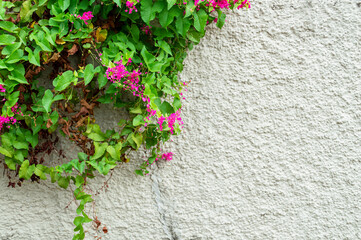 Pink Love Agarradinho creeper. Antigonum Leptopus. Advertising space.