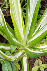 Obraz premium Plant Furcraea foetida variegata, Aloe sinkatana.