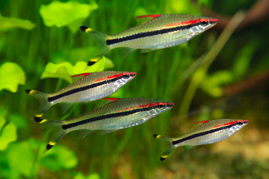 Puntius denisonii - beautiful exotic fish aquarium