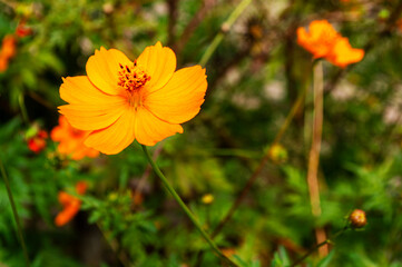 Obraz premium Bidens sulphurea Asteraceae plant. Annual herbaceous plant, erect and very branched.