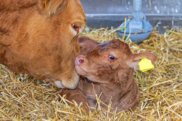 Newborn Calf Cow