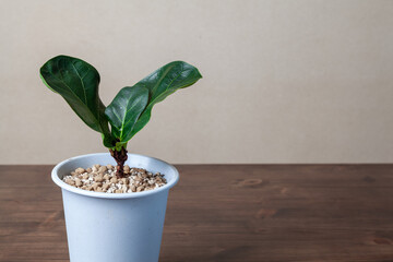 ボタニカルライフ