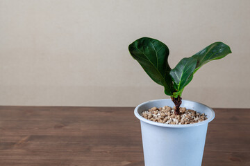 ボタニカルライフ