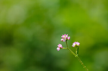persicaria senticosa (Prickled-vine smartweed) flowers in the garden