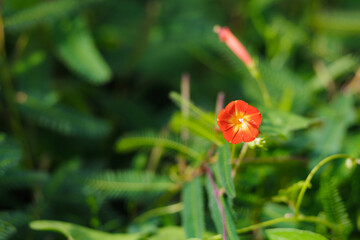 quamoclit coccinea moench (small red morning glory) in the garden