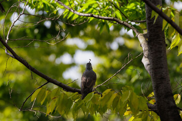 Hypsipetes amaurotis (brown-eared bulbul), catches bug on branches