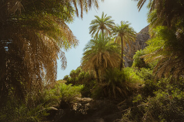 Fototapeta na wymiar Green palm trees in a tropical forest at palm beach, preveli beach on the island of Crete in Greece. summer traveling