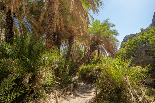 Green palm trees in a tropical forest at palm beach, preveli beach on the island of Crete in Greece. summer holiday