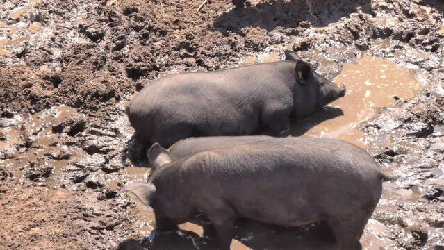 black pig in the mud. close-up of a pig swimming in the mud