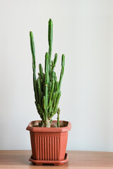 Cereus peruvianus in pot, Fairy Castle Cactus (Acanthocereus Tetragonus) in pot.