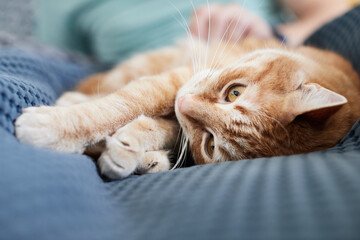 A beautiful young ginger cat that is stroked by the owner on the bed. Front view.