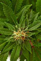 Big Leafy Cannabis Plant with Marijuana Buds Isolated By White Background