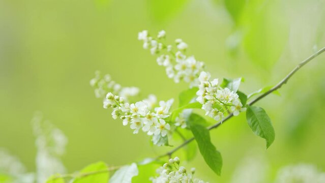 White flowers of small tree the bird cherry or hackberry. Lat. prunus padus. Slow motion.