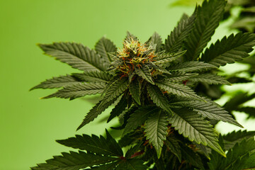 Macro a cannabis flower with the formula THC CBD CBN, CBD Chemical Formula. Concept of herbal alternative medicine, cbd oil, pharmaceutical industry.