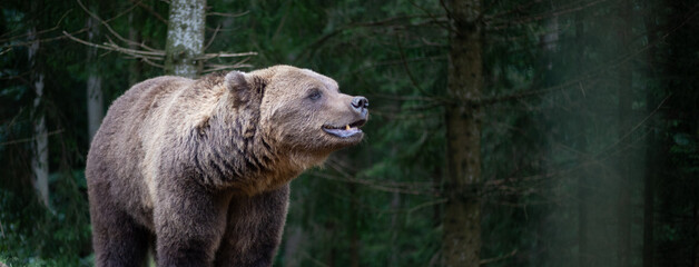 Bear in its natural environment. Portrait of a wild brown bear in the coniferous forest.