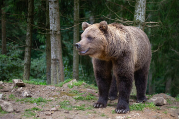 Obraz na płótnie Canvas Wild Brown Bear (Ursus Arctos) standing on a rock in the summer forest. Animal in natural habitat. Wildlife scene of the Ukrainian Carpathians.