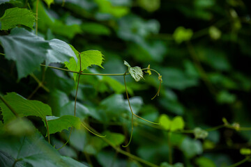 Green grape leaves. Bush grapes in summer. Young grape leaf.