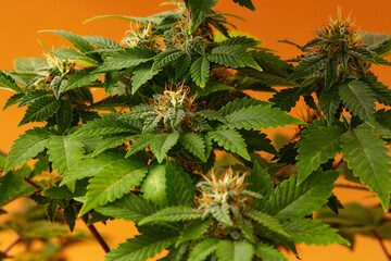 Close up macro of top bud of cannabis plant ready to harvest. On orange background. Auto red modern...