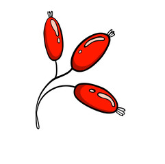 Red barberry berries on a white background