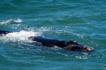 Naklejka premium Southern right whale (Eubalaena australis) adult showing callosities. Hermanus, Whale Coast, Overberg, Western Cape, South Africa.