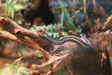 San Francisco garter snake on a branch