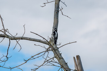 A Downy Woodpecker In A Dead Tree Against An Open Sky