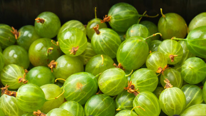 A group of gooseberries isolated on a white background.
