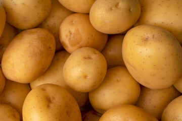 A group of fresh tasty potato as  background.