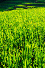 Sunlight on green rice field with dewdrop in the morning 