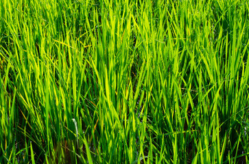 Sunlight on green rice field with dewdrop in the morning 