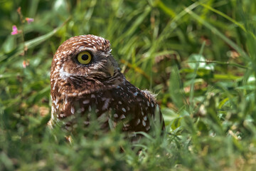 Profile of a burrowing owl sitting in the grass