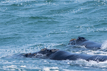 Southern right whale (Eubalaena australis) adult and calf showing callosities. Hermanus, Whale Coast, Overberg, Western Cape, South Africa.